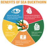 BHK's Sea Buckthorn Oil Softgels【Cellular Health】⭐沙棘果油 軟膠囊 freeshipping - Bluemoon Secrets Chamber